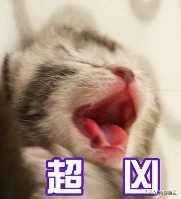 如何让猫咪知道铲屎官生气了,猫咪生气该怎么办