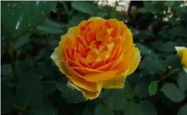 每天学习一点点各种花代表的花语,每天学习一朵花知识