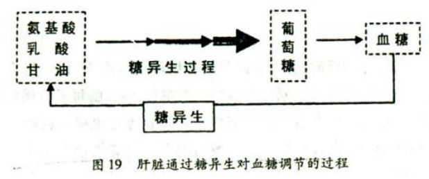 长时间没进食会消耗肌肉还是脂肪,长时间饿着会消耗肌肉吗