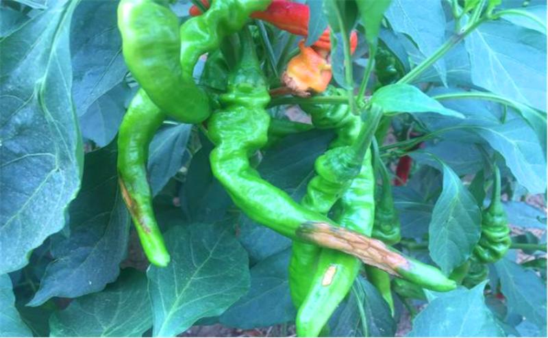 高温天气晒伤怎么处理最好,天气热辣椒晒伤怎么办