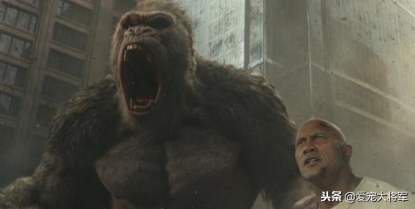 恶狗一来就咬人怎么办,遇到恶狗如何自救恶狗袭击