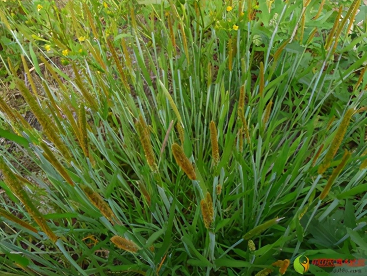 农田杂草图谱防治方法,农田主要杂草图谱