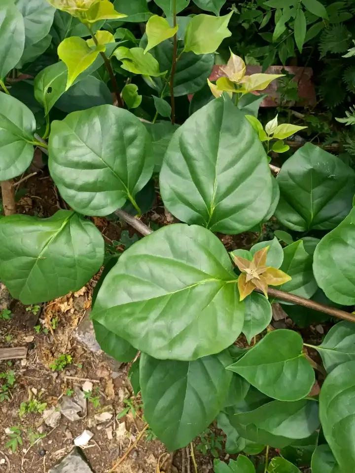 盆栽花施白色钾肥方法,什么肥能促进花茁壮成长