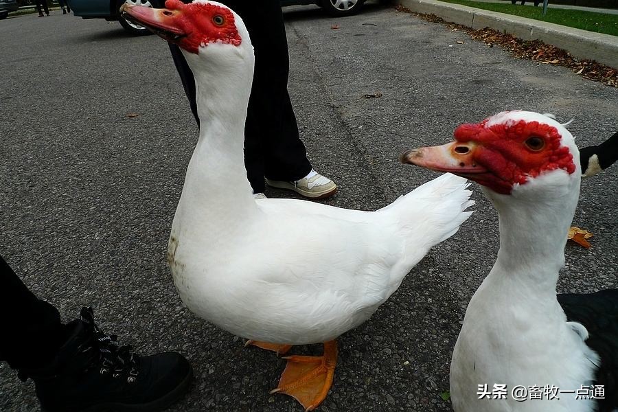 鸭缺维生素的症状,怎么补充鸭子维生素a