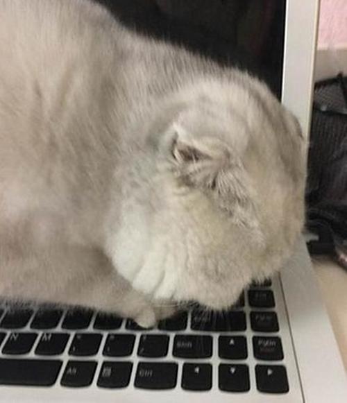 猫咪趁主人不关注推倒东西,猫咪趁主人不关注后空翻