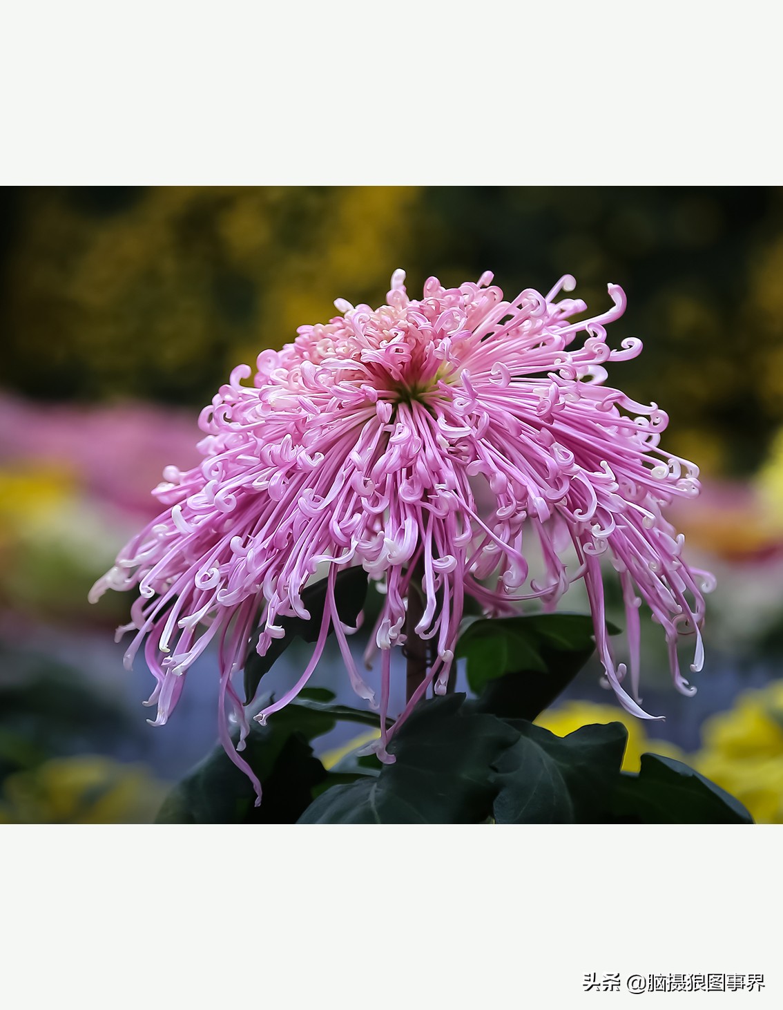 花海如何给花拍照好看,大面积的花怎样拍出花海的感觉