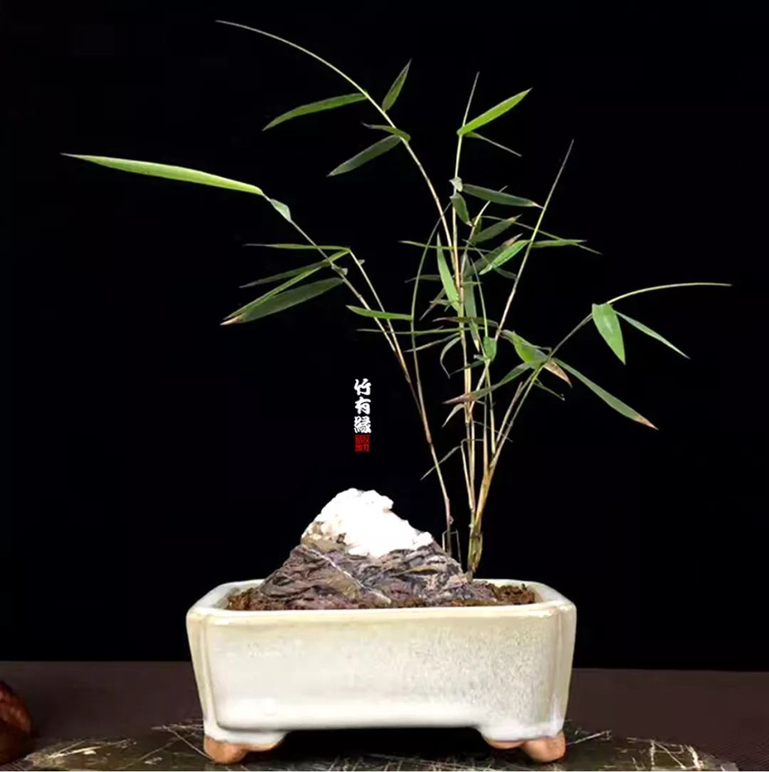 《竹子浇水宝典》竹子浇水是门大学问！