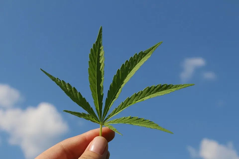 这次，*麻大**被藏在了咖啡豆里