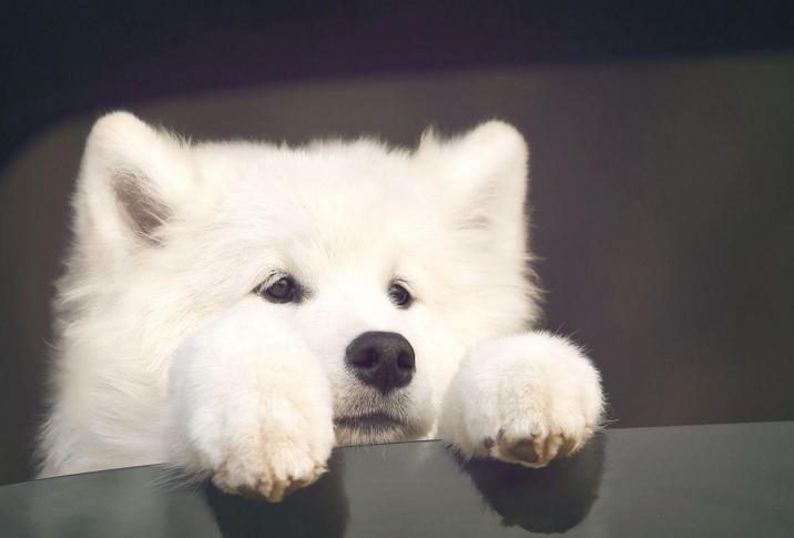 萨摩耶不挑食喂面条可以吗,萨摩耶挑食不吃狗粮还抽搐