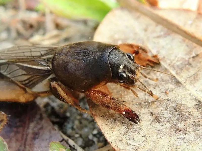 各种作物地下害虫一招解决,庄稼地里的害虫