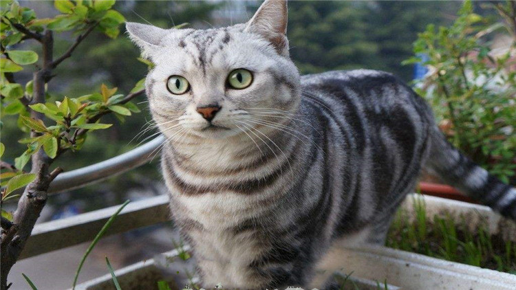 猫咪拉稀带血是怎么回事,猫咪拉稀带血能驱虫吗