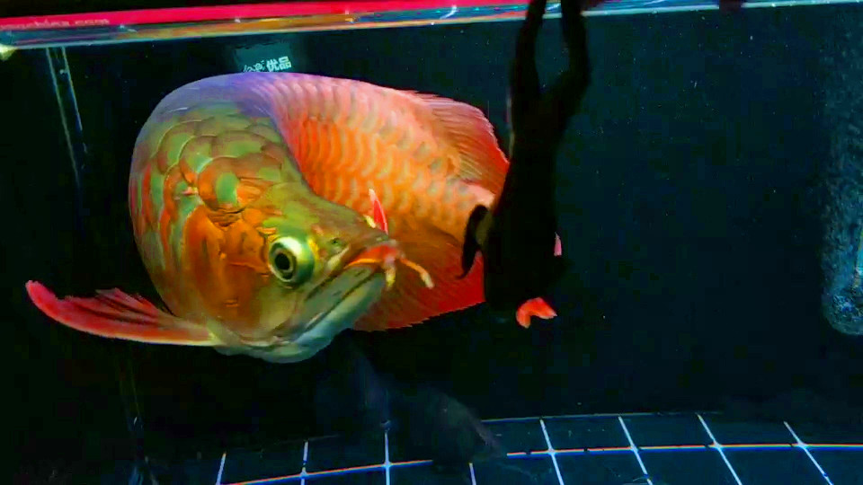 龙鱼为什么不能盐水养龙,养龙龟的常识