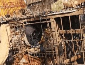 狗贩给狗狗灌水,狗贩给狗灌水