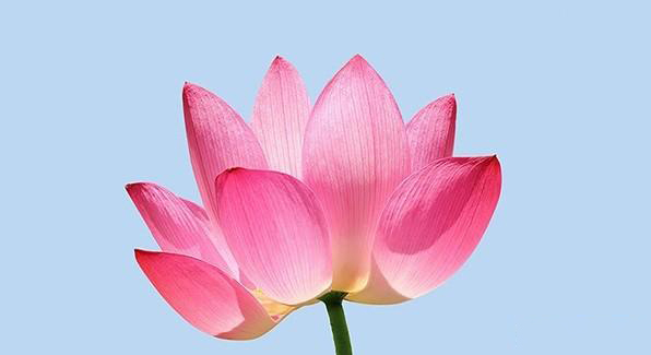 阿迪达斯三条纹logo分析,阿迪达斯logo为什么是三条杠