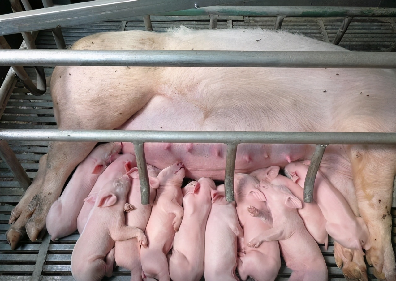 母猪产后护理的正确方法图解,母猪产后保健最佳方案打什么针