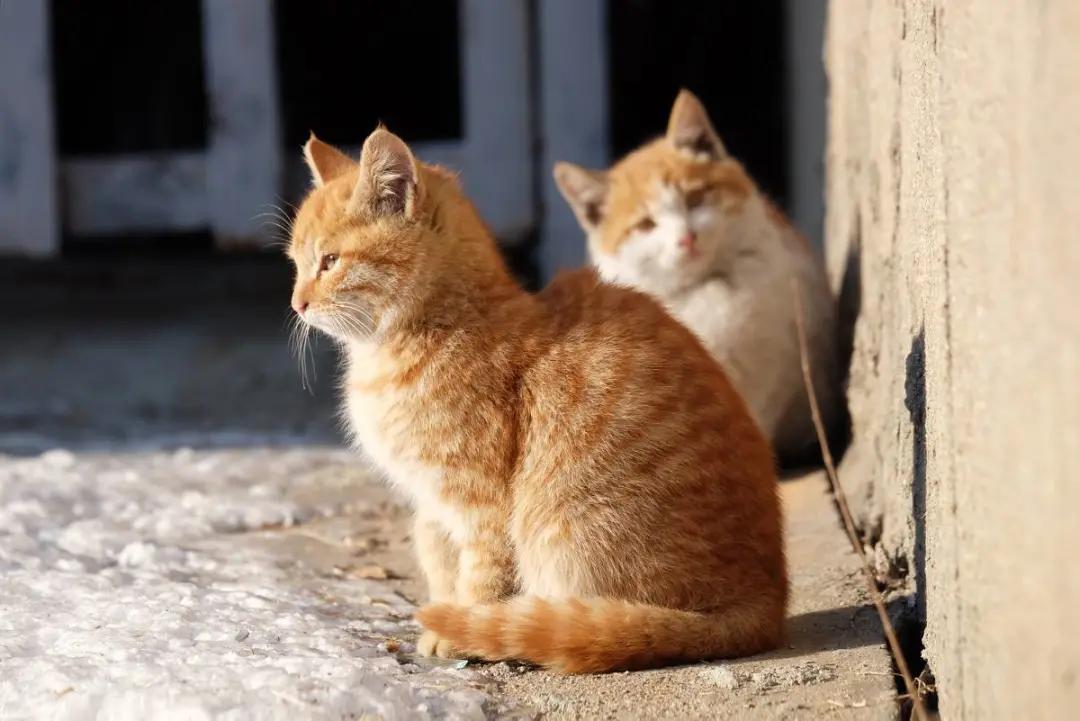 遇到流浪猫该如何科学救助？这篇救助手册里全有了