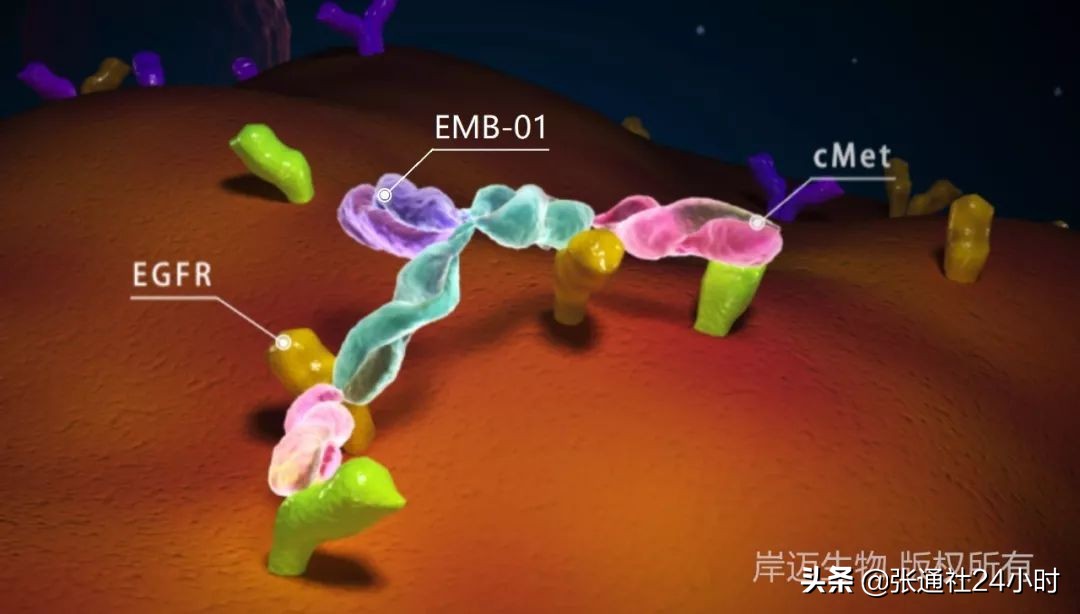 岸迈生物,岸迈生物科技