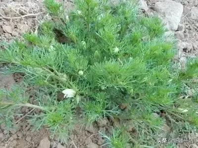 新疆的特殊植物,新疆戈壁上常见的植物