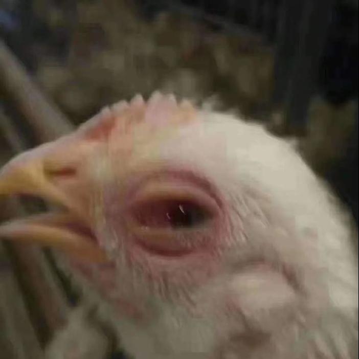 全面了解一下鸡感冒的全过程，鸡群感冒到底怎么办