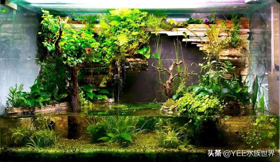 盆栽绿萝如何转水,绿萝如何转水