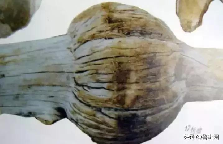 木材受潮腐烂修复,防止木材开裂的最好方法