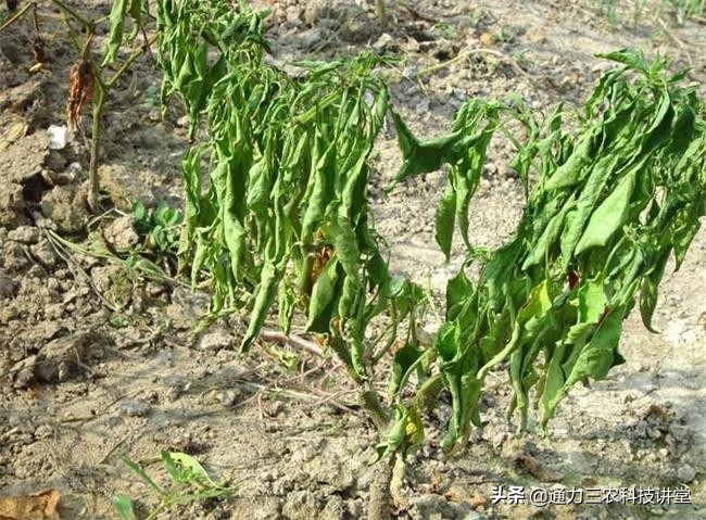 辣椒雨后死是什么原因怎么治,辣椒雨后青枯病怎么治疗