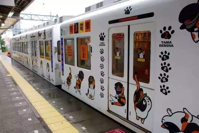 日本猫岛撸猫必备短片,日本东京免费撸猫的地方