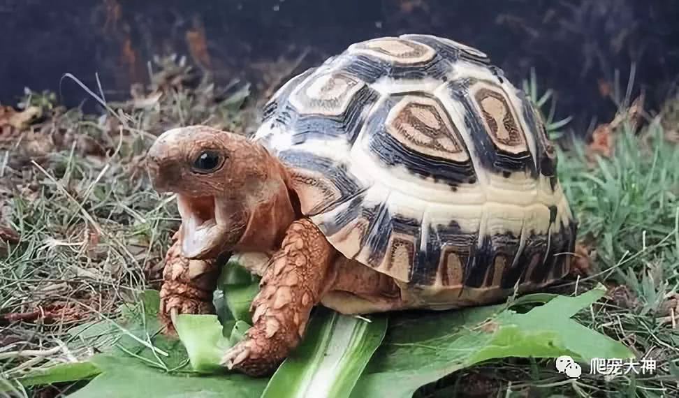 辐射龟和苏卡达的区别,亚达为什么有辐射