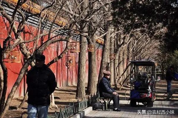 鸟类传染肺炎的症状,鸟类会感染肺炎吗