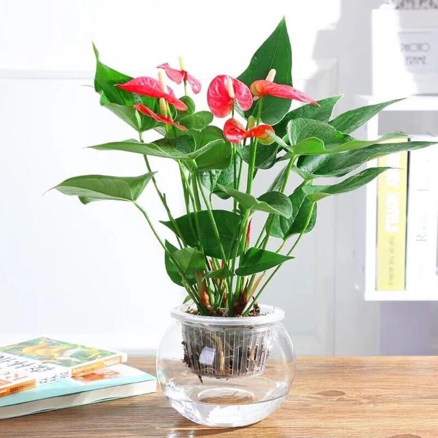 土培红掌叶子发黄快速补救方法,红掌水培叶子发黄烂怎么补救