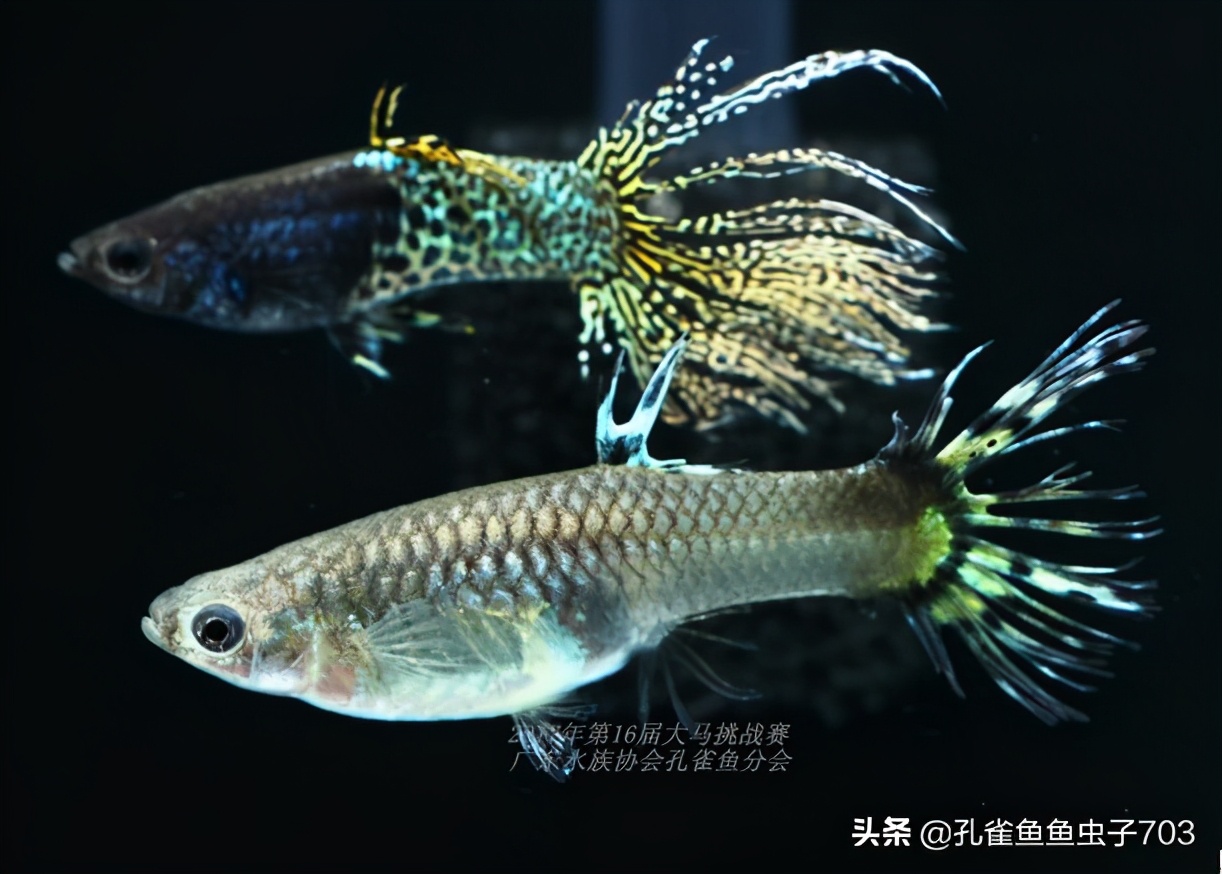 合缸后出现死鱼怎么办,混养缸为什么老是死鱼