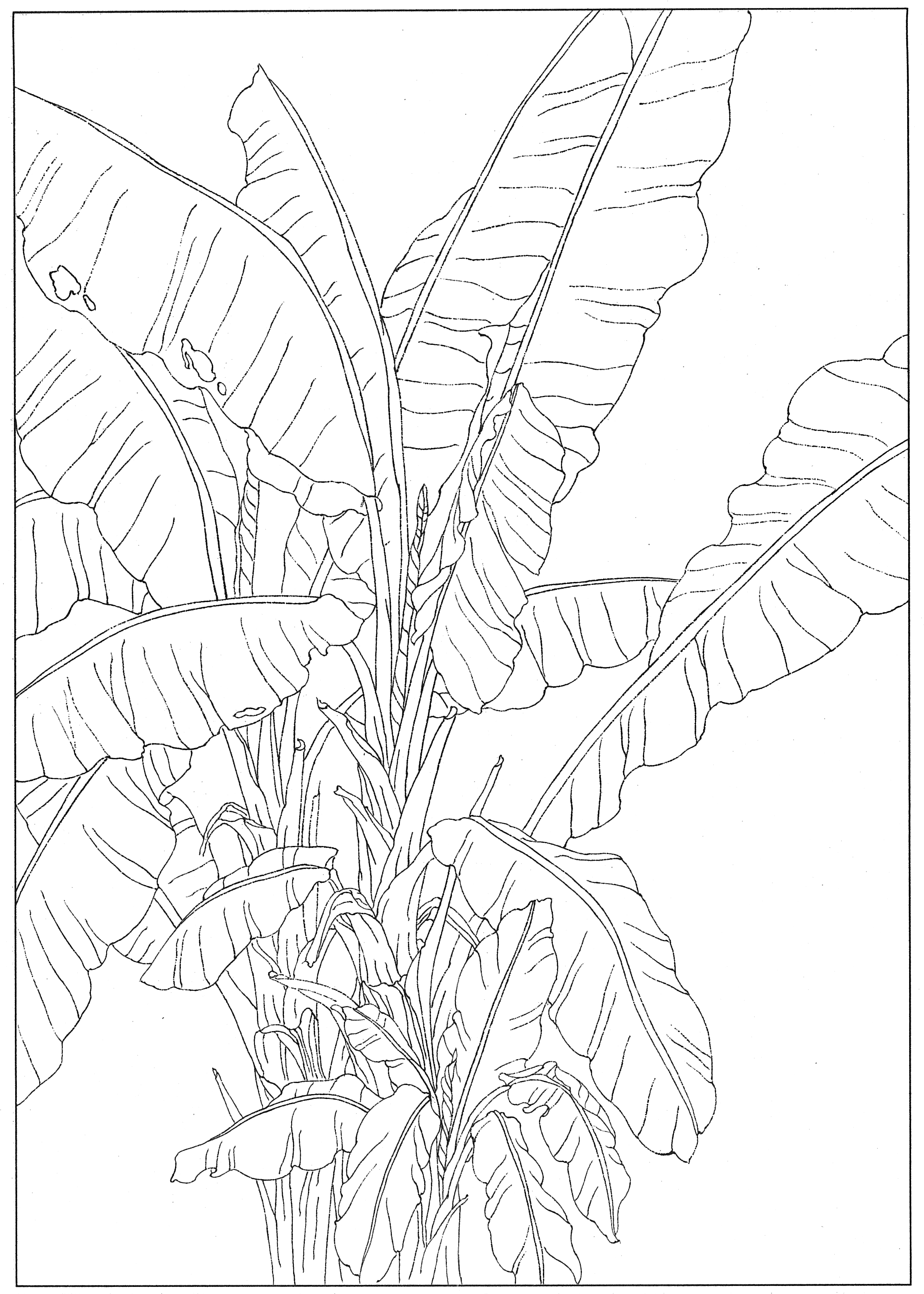 中国画蕉叶线描,国画线稿图荷花