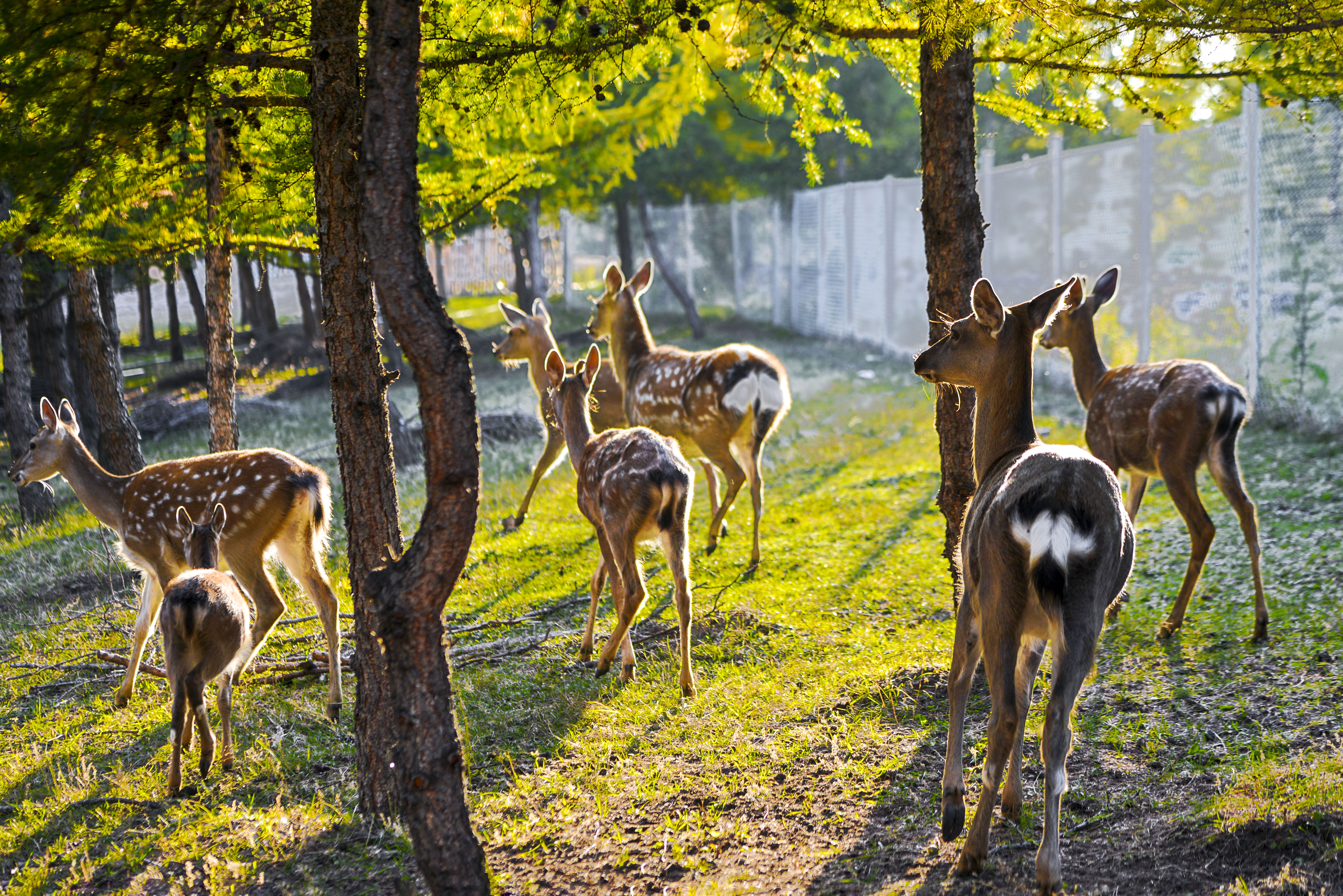 丰宁神仙谷七彩森林景区地图,丰宁坝上七彩森林游玩攻略