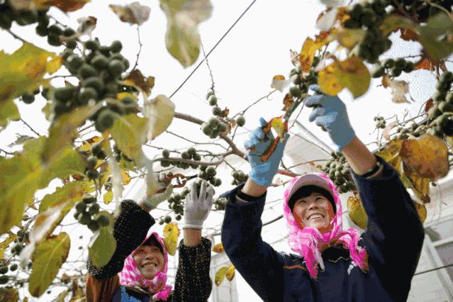 丹东特产软枣猕猴桃原产地直发,大连哪有种软枣猕猴桃的