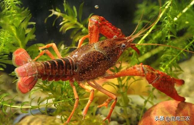 虾塘红黑水怎么去除,虾塘红锈水怎么样处理