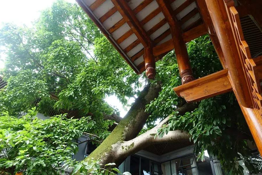 峨眉山下民宿推荐网红,峨眉山下避暑的民宿