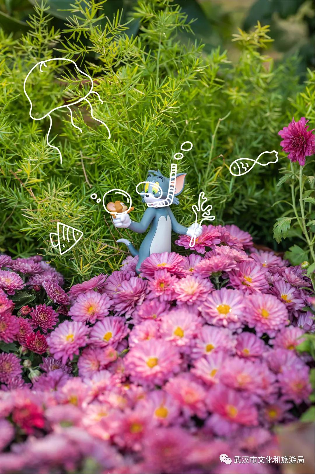 菊花烂漫,赏菊花汉口江滩打卡