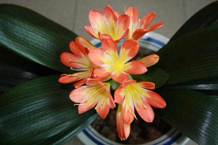 养花黄金麦饭石,养花中的黄金肥