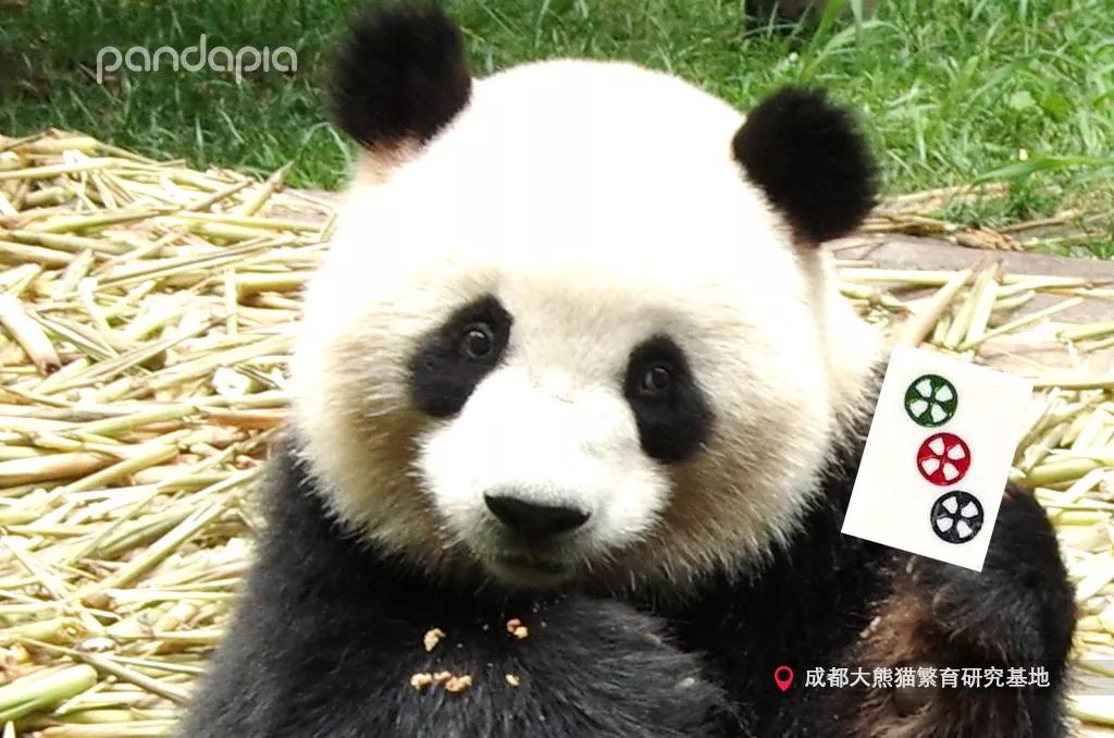 四川熊猫麻将怎么才能赢,打熊猫麻将的诀窍