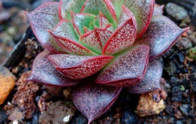 大和锦多肉耐冻吗,大和锦多肉好不好养