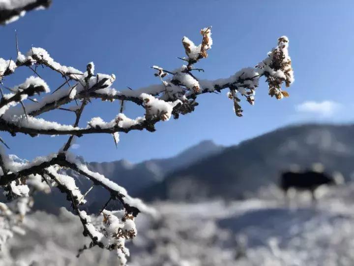 林芝十一月攻略,十月份林芝自驾旅游攻略
