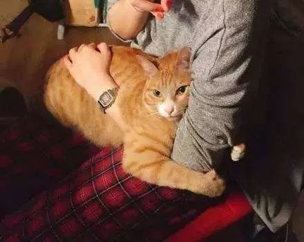 猫咪被跳蚤咬了还有救吗,猫咪身上被跳蚤咬了能体外驱虫吗