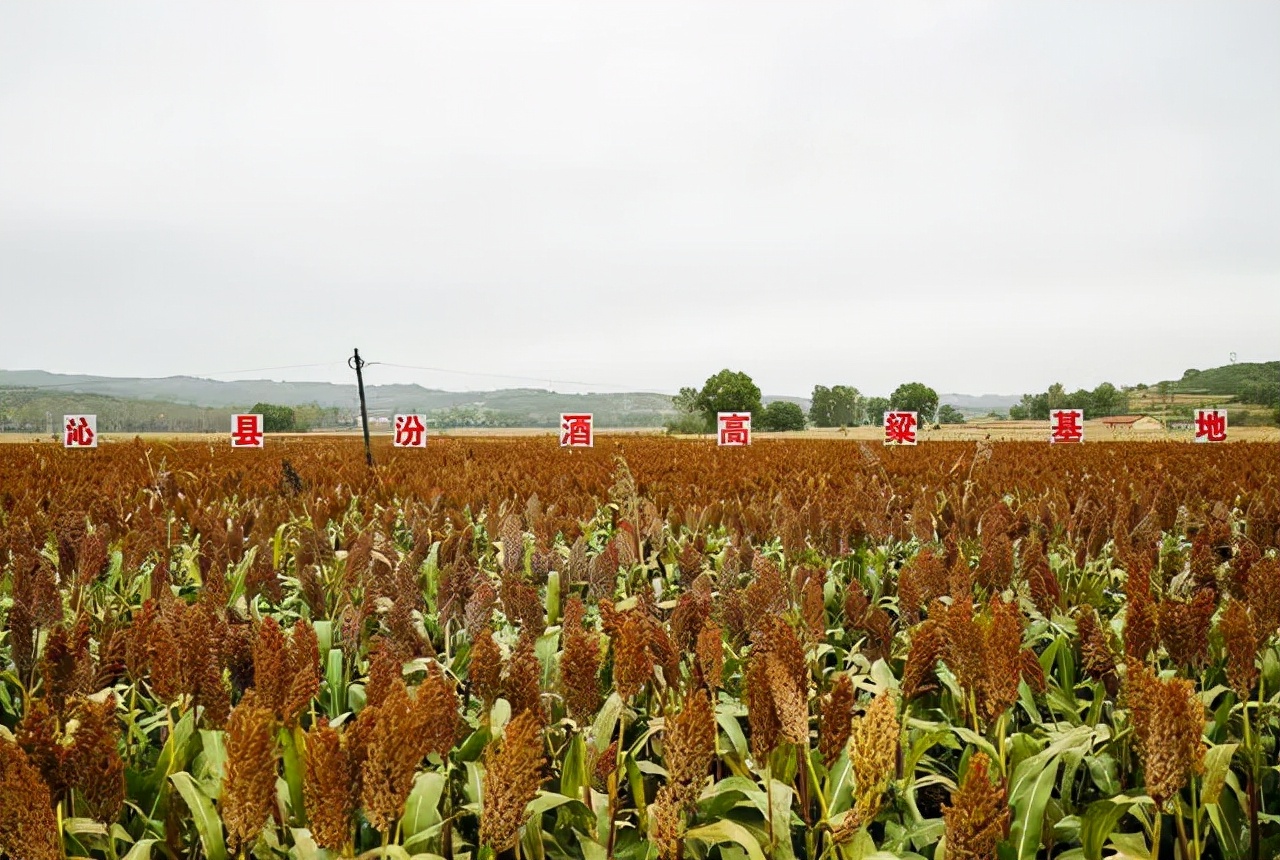 全国140家主流媒体，沉浸式体验汾酒的清香密码