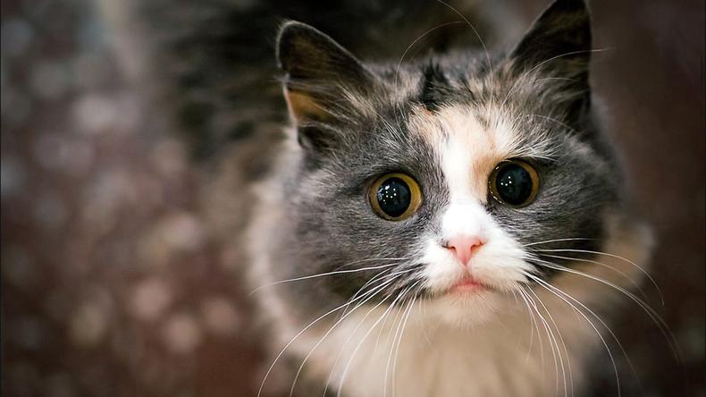 夏日养猫好物,夏日养猫必备物品有哪些