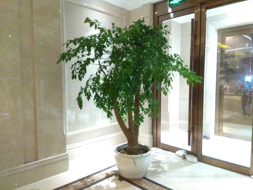 养的花老掉叶子，还越长越乱?老师傅的修剪方法，花越长越旺!