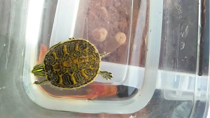 乌龟腐皮症水霉症区别,怎么快速处理水霉