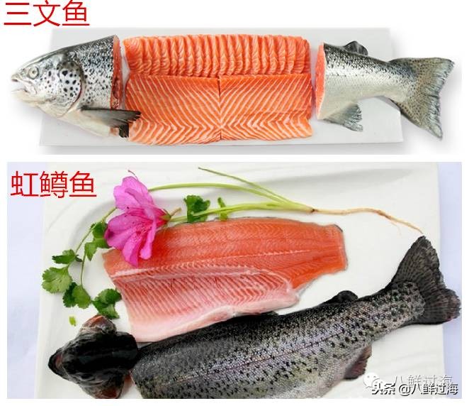 有人拿什么鱼冒充三文鱼,怎么分清楚真假三文鱼
