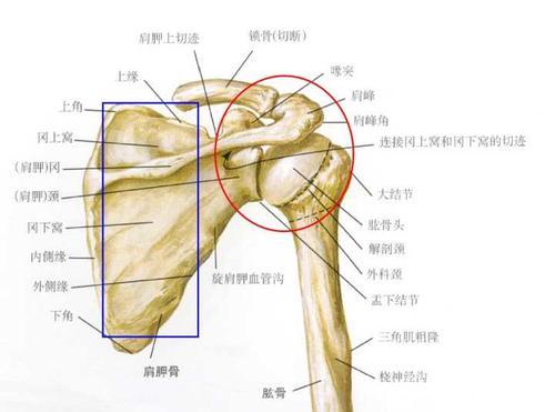 肩关节半脱位与肩关节脱位的区别,肩关节脱位最安全有效的方法