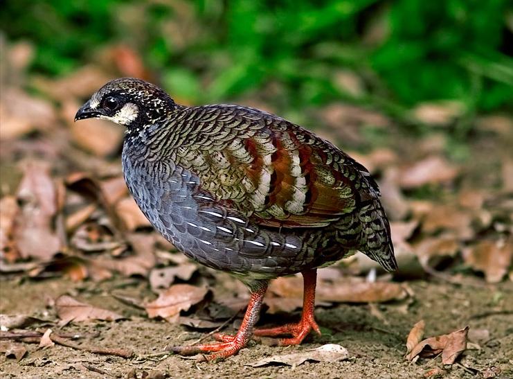 东江揽胜,惠州淡水常见鸟类图谱