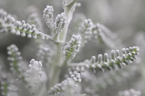 银白色的植物有哪些,草本类观赏植物